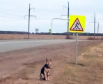 В Удмуртии появился свой Хатико