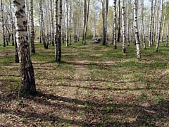 В Заречном парке в Глазове планируют открыть экологическую тропу