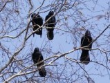 По вечерам в Глазове звучат выстрелы