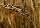 Программу по сбору одного миллиона тонн зерна планируют запустить в Удмуртии